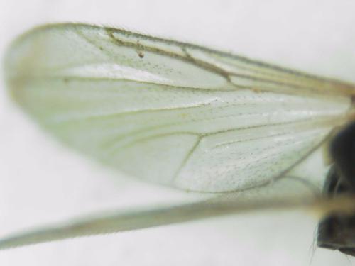 Réf. 321 038 : Atrichopogon sp.
